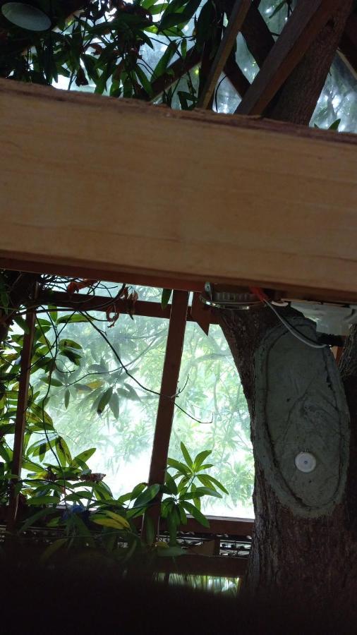 Treehouse Above The Beach Port Antonio Kültér fotó